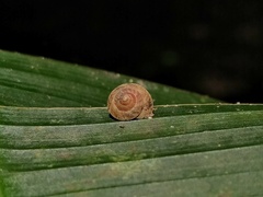 Helicina concentrica