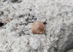 Helicina concentrica