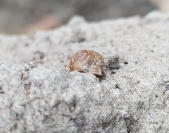 Helicina concentrica