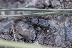 Mitoplinthus caliginosus