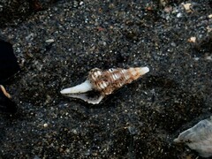 Fasciolariidae