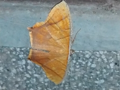 Thinopteryx crocoptera