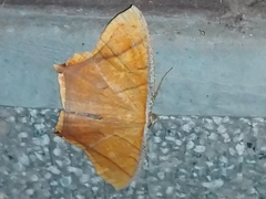Thinopteryx crocoptera