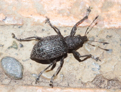 Liophloeus tessulatus