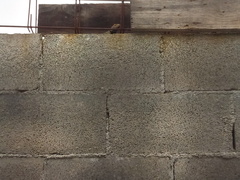 Sceloporus cyanogenys