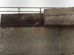 Sceloporus cyanogenys