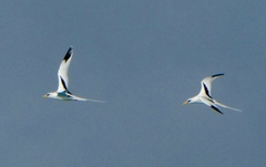 Phaethon lepturus catesbyi