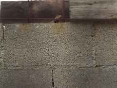 Sceloporus cyanogenys