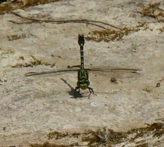 Onychogomphus forcipatus