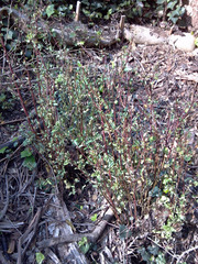 Magnoliopsida