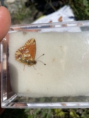 Boloria pales