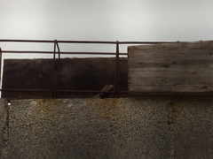 Sceloporus cyanogenys