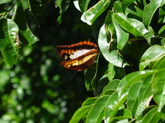 Charaxes protoclea azota