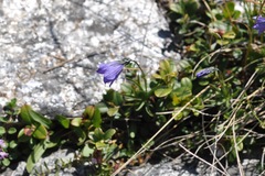 Campanula cochleariifolia
