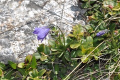 Campanula cochleariifolia