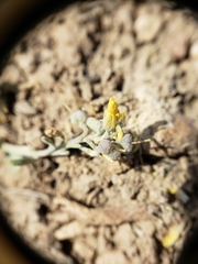 Physaria kingii kingii