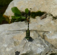 Onychogomphus forcipatus