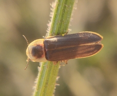 Nyctophila reichii