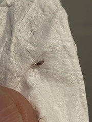 Pediculus humanus capitis