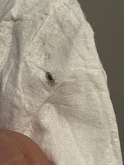 Pediculus humanus capitis