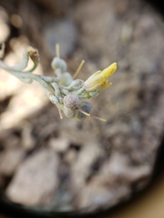 Physaria kingii kingii