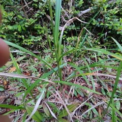 Scleria gaertneri