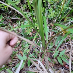 Scleria gaertneri