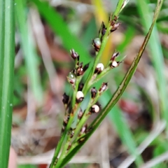 Scleria gaertneri