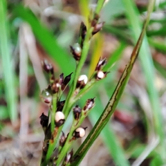Scleria gaertneri
