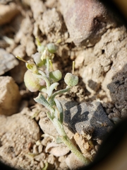 Physaria kingii kingii