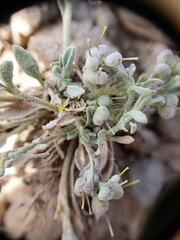 Physaria kingii kingii