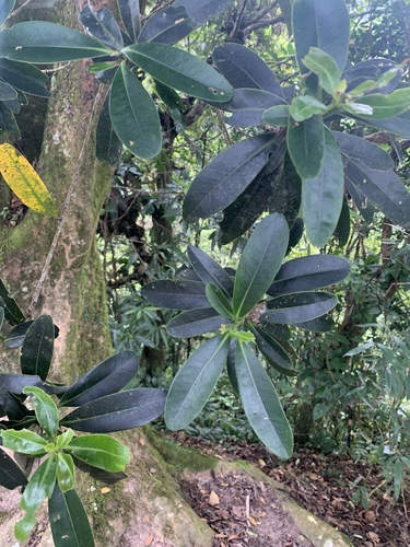 Polyspora axillaris