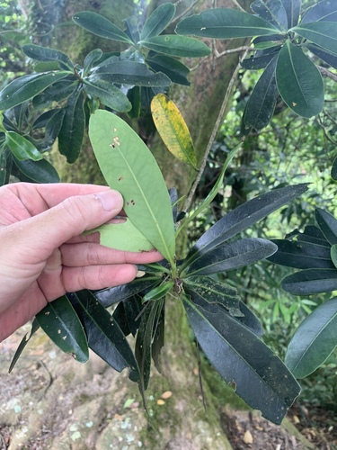 Polyspora axillaris