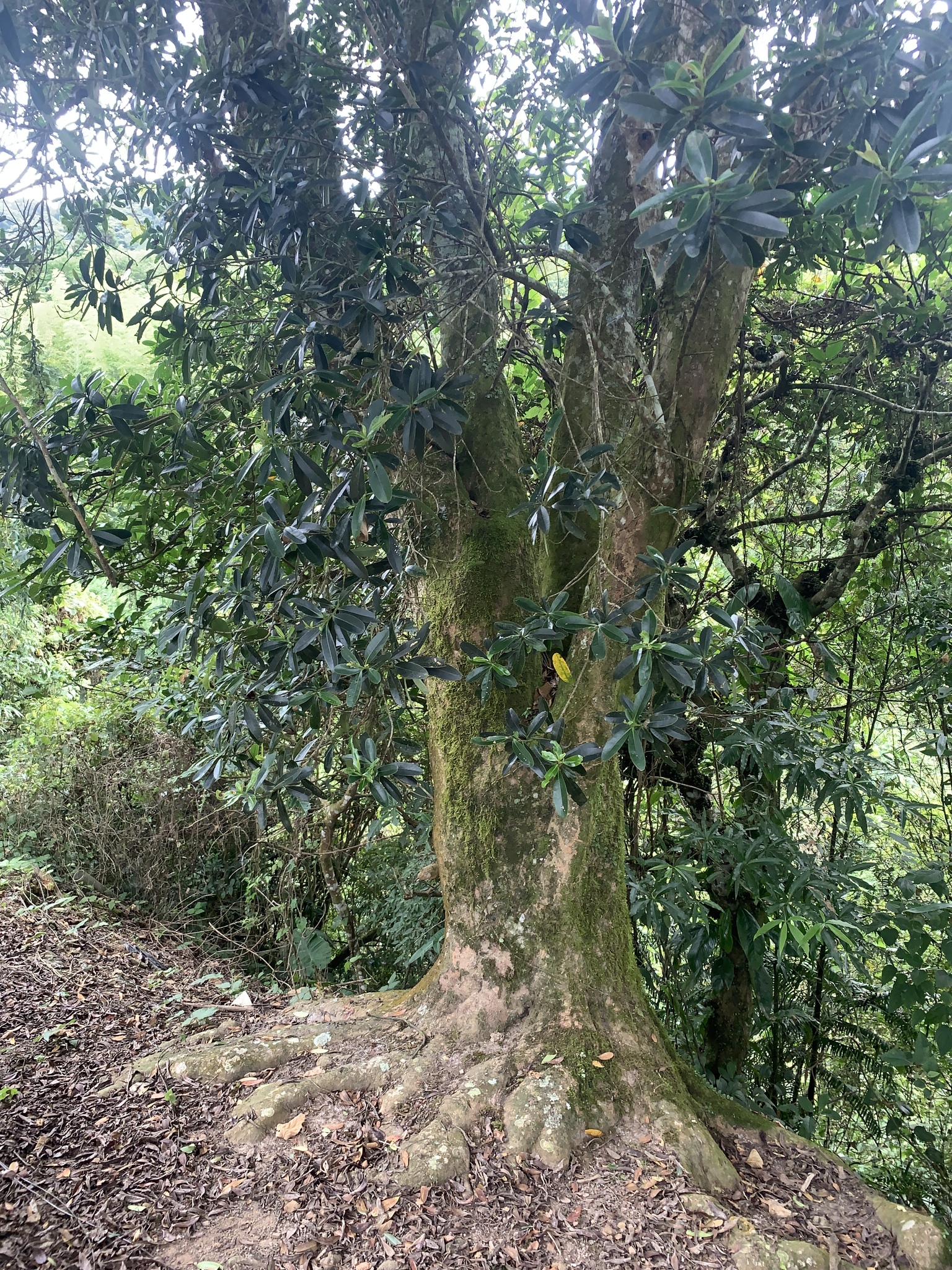 Polyspora axillaris