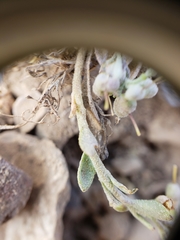 Physaria kingii kingii