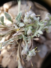 Physaria kingii kingii