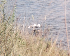 Larus argentatus mongolicus