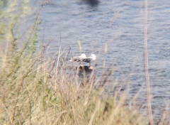 Larus argentatus mongolicus