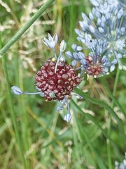 Allium caeruleum