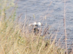 Larus argentatus mongolicus