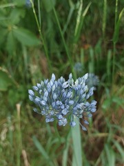 Allium caeruleum