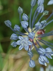 Allium caeruleum