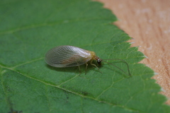 Hemerobius nitidulus