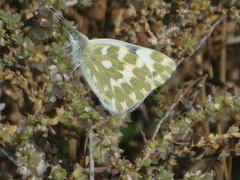 Pontia daplidice daplidice