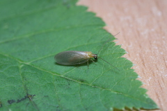 Hemerobius nitidulus