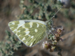 Pontia daplidice daplidice