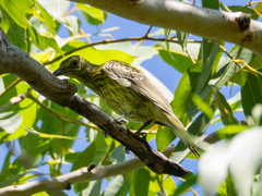 Oriolus flavocinctus flavocinctus
