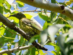 Oriolus flavocinctus flavocinctus