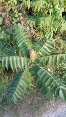 Rhus typhina