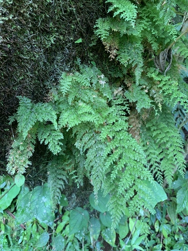 Callistopteris apiifolia (Callistopteris apiifolia)